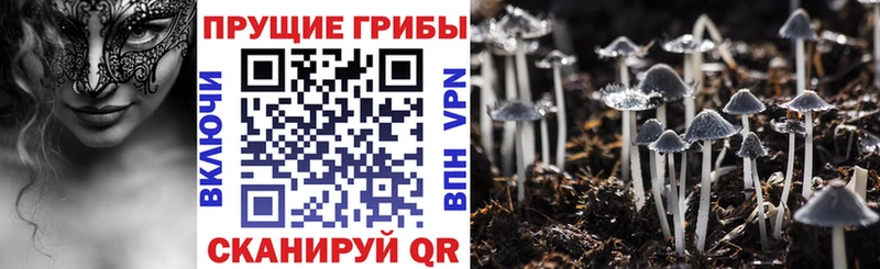 Псилоцибиновые грибы Psilocybine cubensis Невельск
